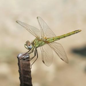 Meet your Posher, Sinancan